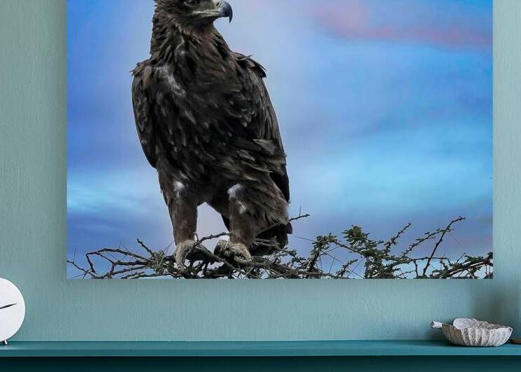 Sky Monarch by Chirag Pandya