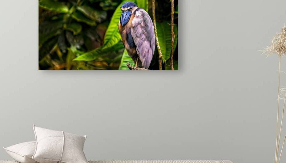 The Rainforest Dreamer by Chirag Pandya