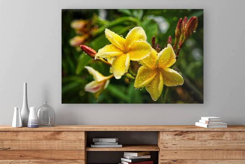 Yellow Plumeria After Rain by Chirag Pandya