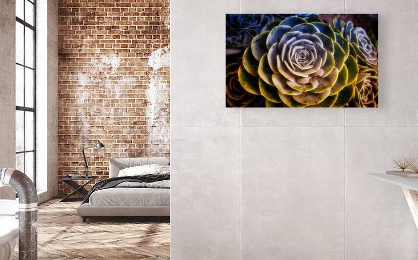 Radiant Succulent Spiral by Chirag Pandya