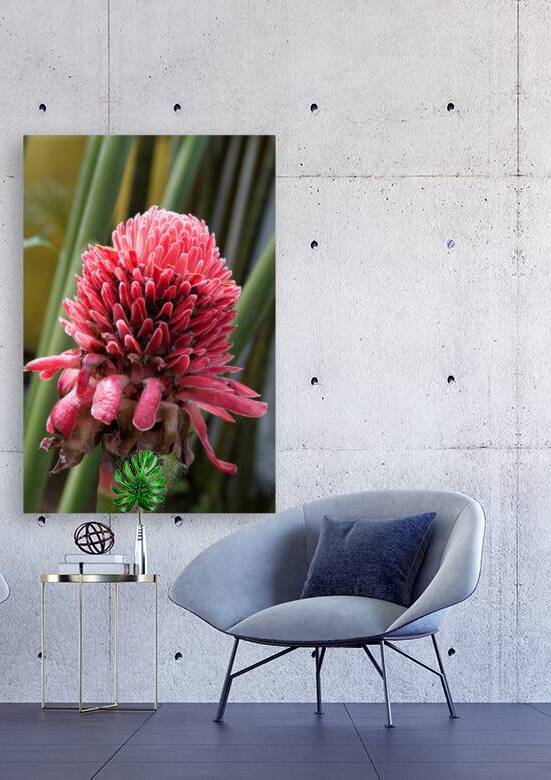 Torch Ginger Bloom by Chirag Pandya