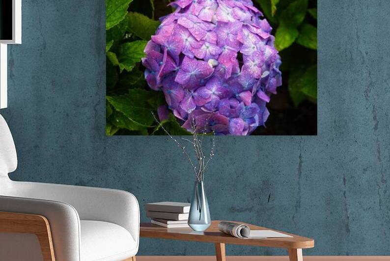 Hydrangea Jewel by Chirag Pandya