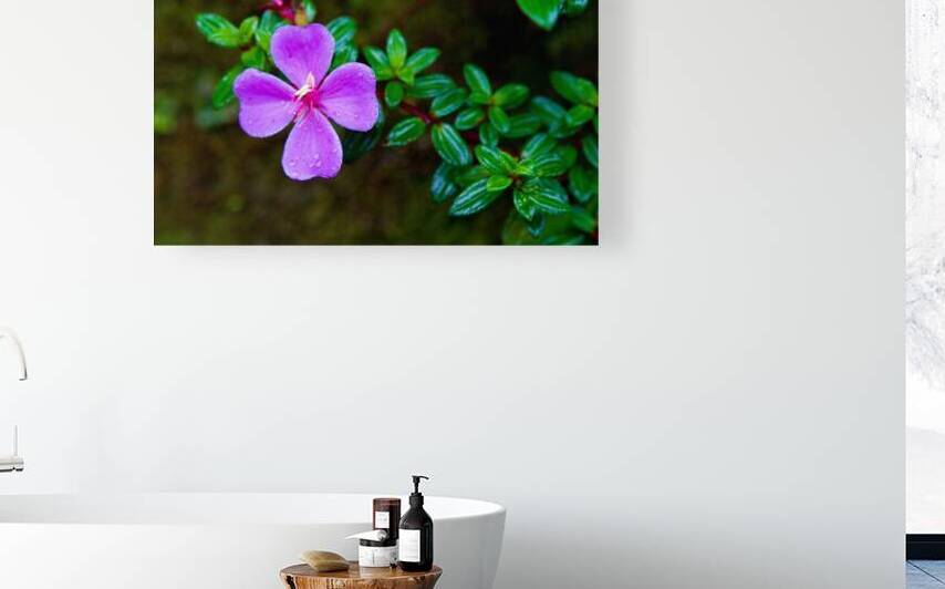 Purple Blossom After Rain by Chirag Pandya