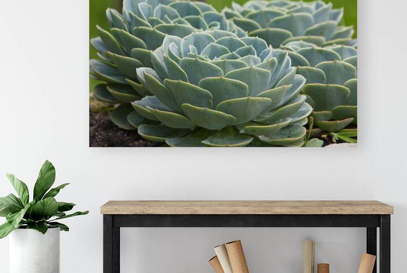 Succulent Rosettes by Chirag Pandya