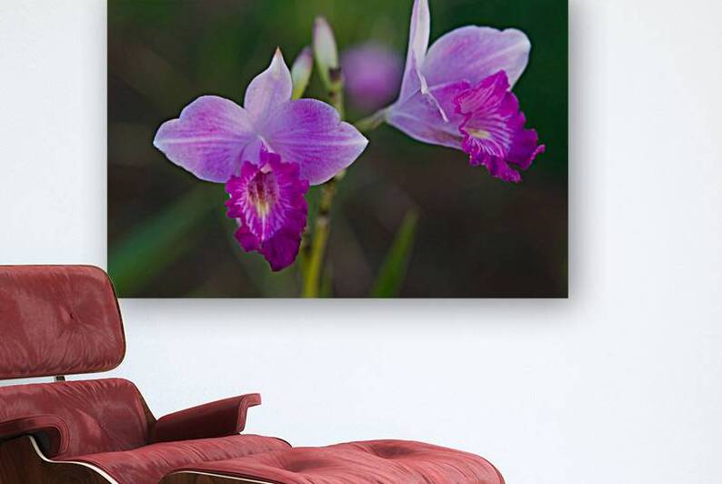 Purple Orchid Pair by Chirag Pandya