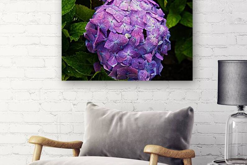 Purple Bloom by Chirag Pandya