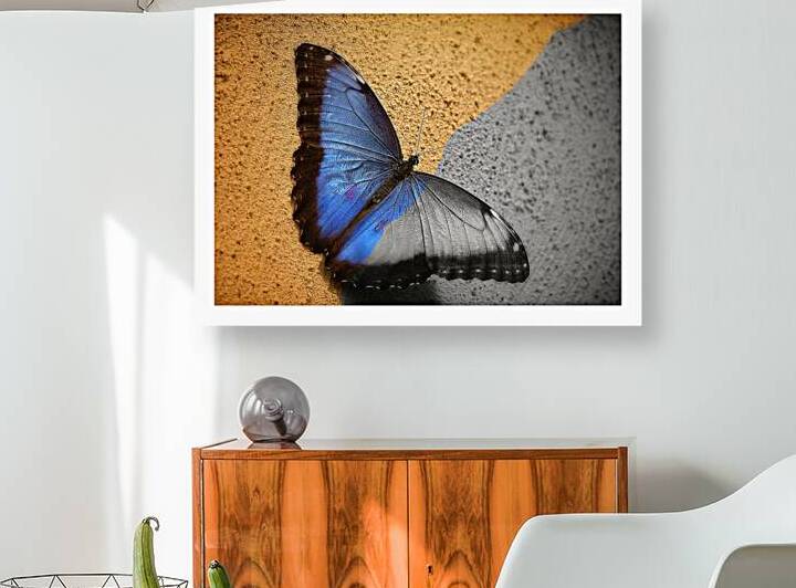 Blue Wing Beauty by Chirag Pandya