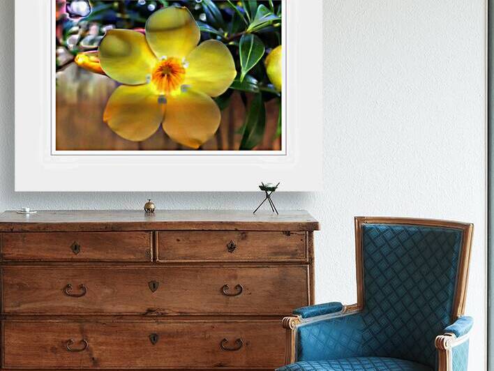 Yellow Flower Glow by Chirag Pandya