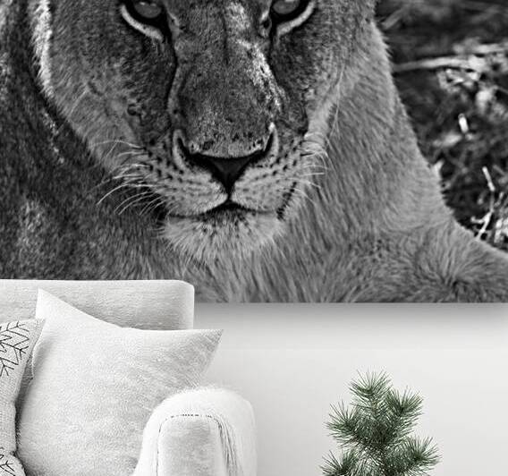 The Lioness Stare by Chirag Pandya