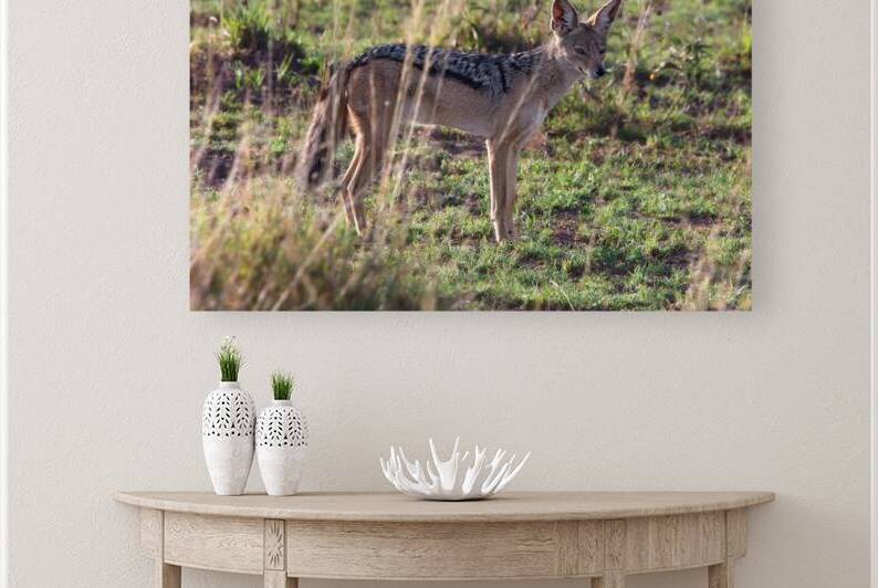 Jackal in the Grass by Chirag Pandya