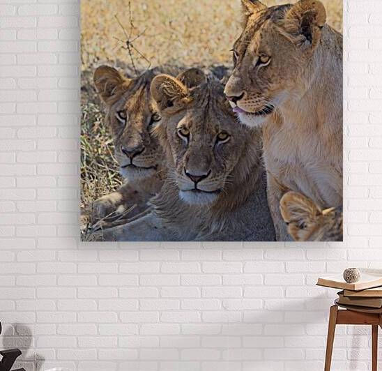 Lion Sisters by Chirag Pandya