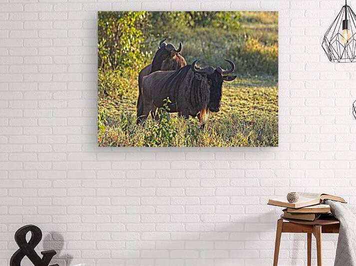 Wildebeest Pair by Chirag Pandya