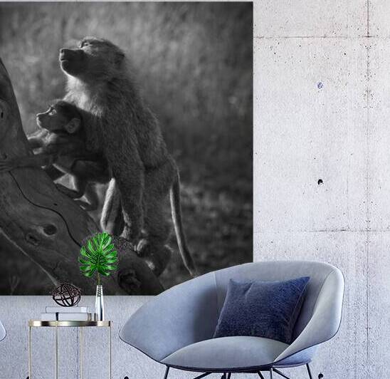 Baboons in Morning Light by Chirag Pandya