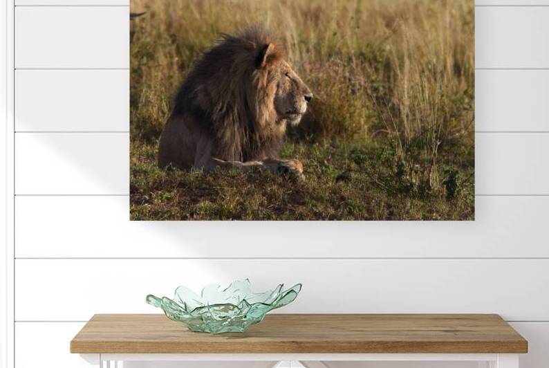 Lion in Evening Light by Chirag Pandya