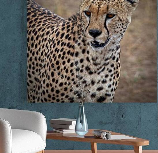 Cheetah Portrait by Chirag Pandya