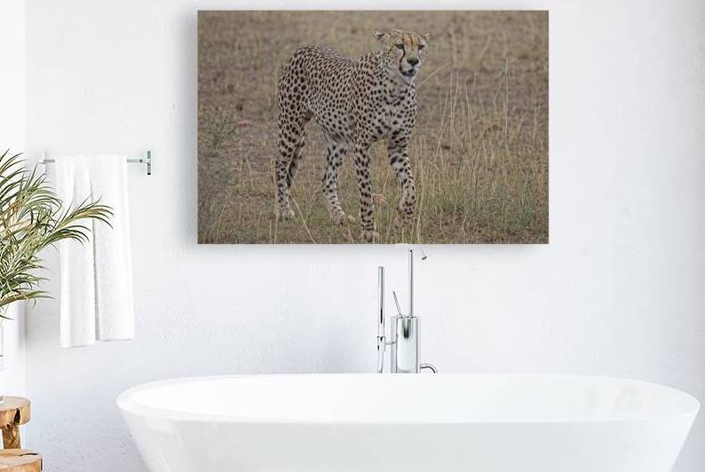 Cheetah on Patrol by Chirag Pandya