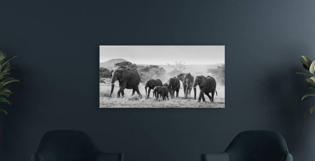 March of the Matriarchs by Chirag Pandya