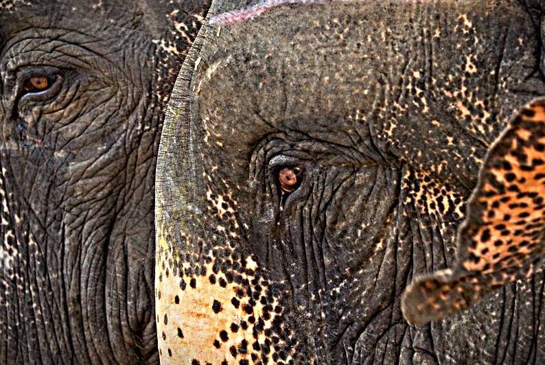 Ancient Companions by Chirag Pandya