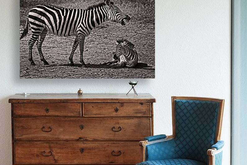 Zebras at Rest by Chirag Pandya