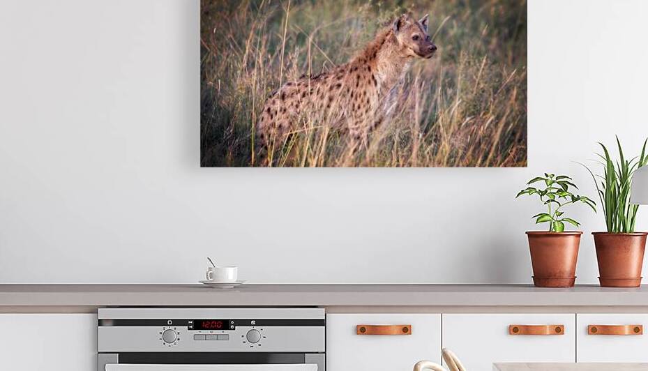 Evening Scout by Chirag Pandya