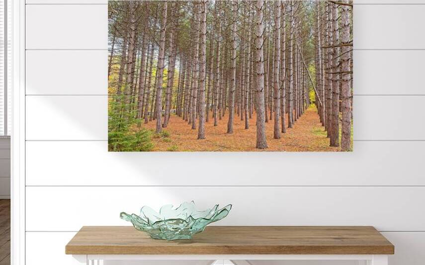 Symmetry of the Woods by Chirag Pandya