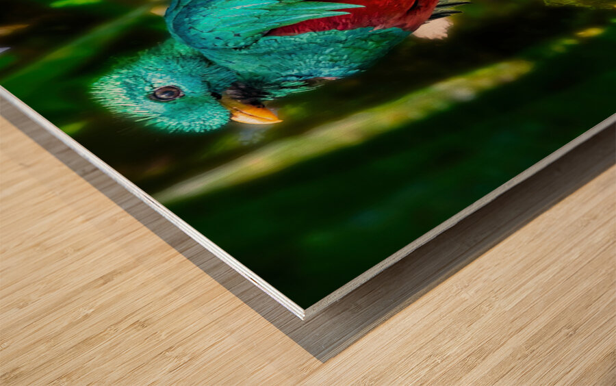 Jewel of the Cloud Forest Wood print