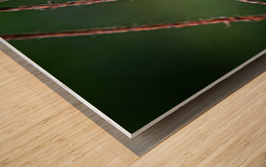 Dance of Nectar Wood print