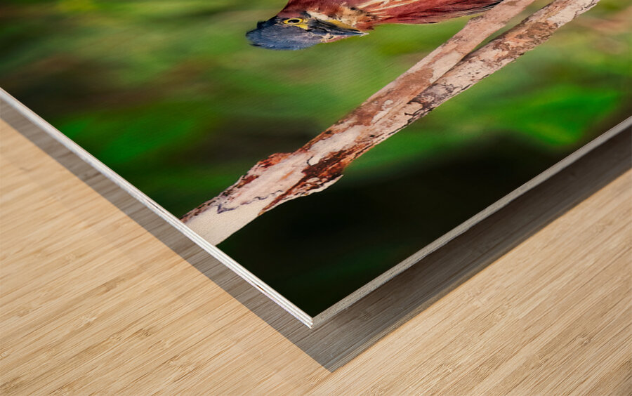 Little Forest Acrobat Wood print