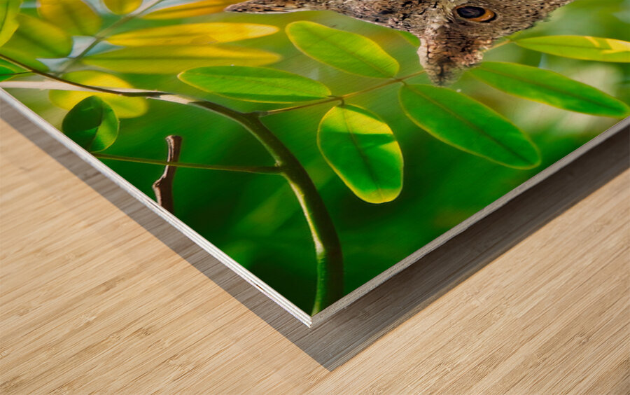 Silent Sentinel Wood print