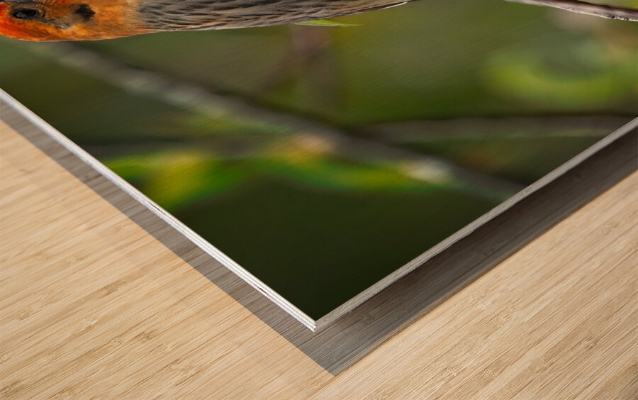 Firecrest in Bloom Wood print