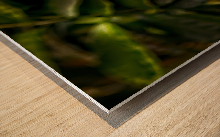 The Rainforest Dreamer Wood print