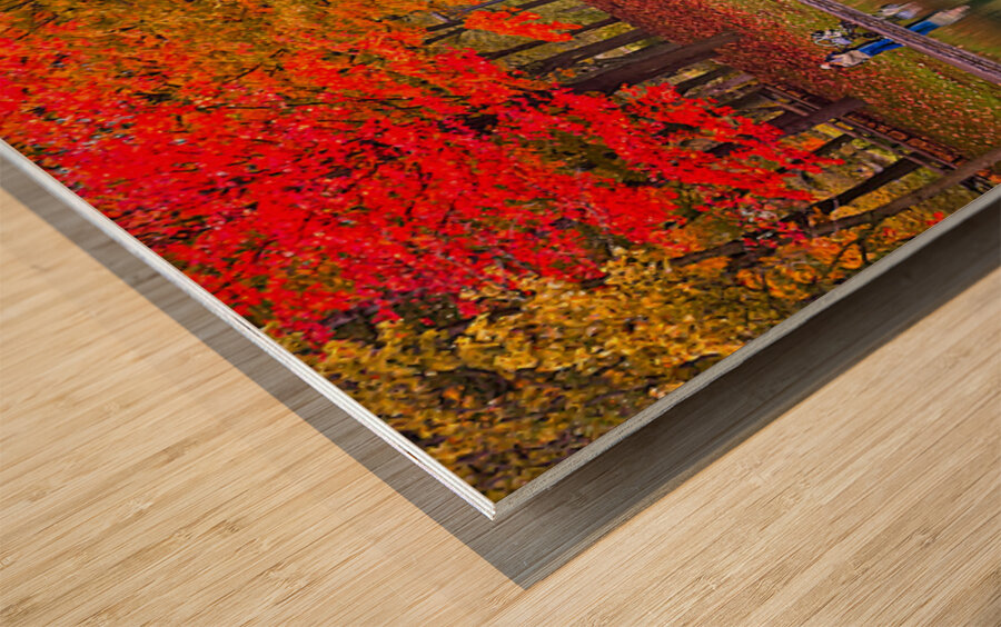 Autumn Park by the Water Wood print