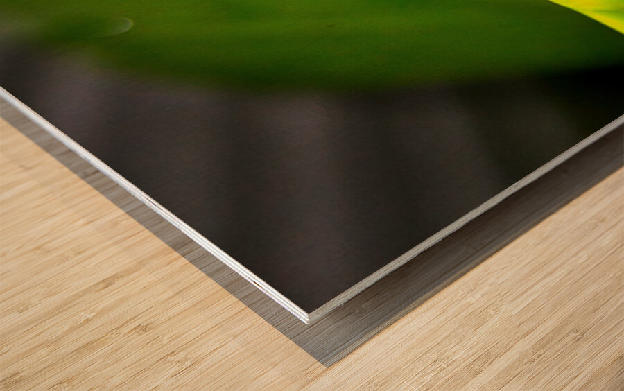 Frog on Leaf Wood print