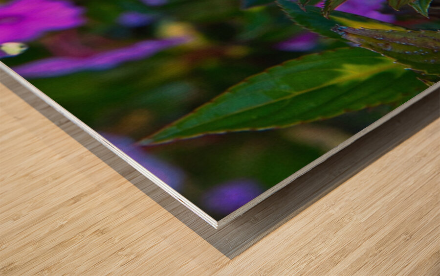 Dew-Kissed Magenta Blossoms Wood print