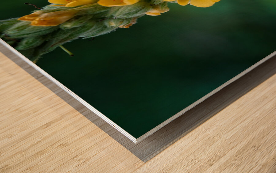 Vertical Symphony of Yellow Blooms Wood print