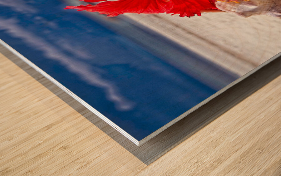 Hibiscus and Seashell Still Life Wood print