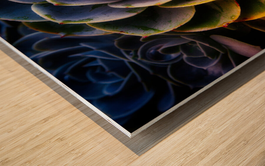 Radiant Succulent Spiral Wood print