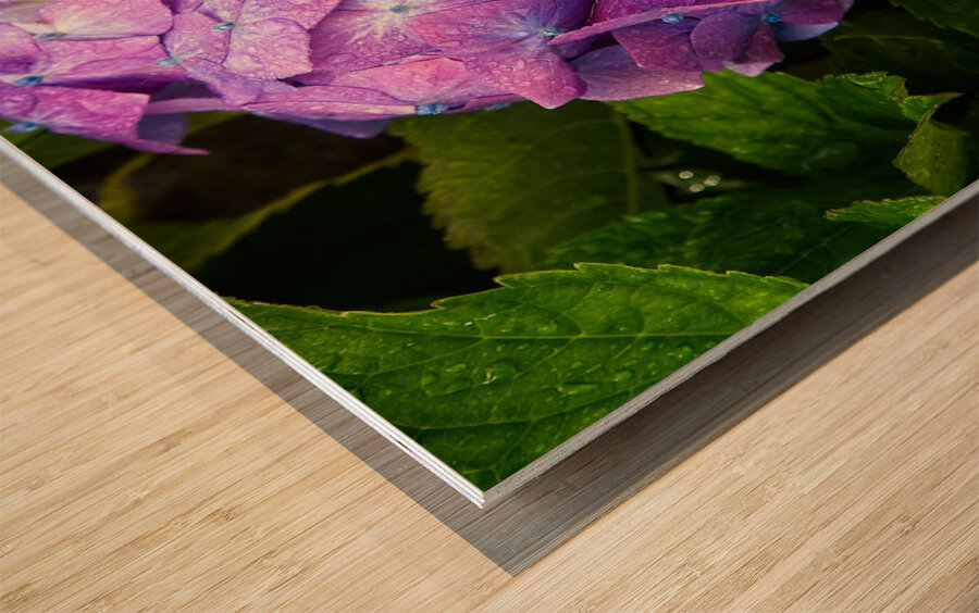 Hydrangea Jewel Wood print