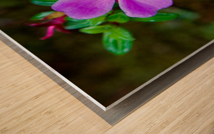 Purple Blossom After Rain Wood print
