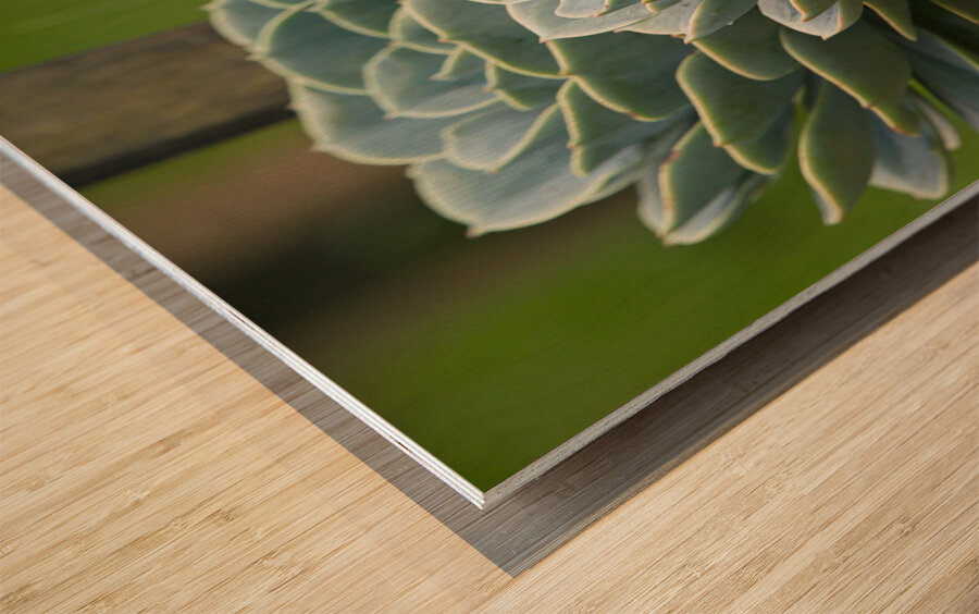 Succulent Rosettes Wood print
