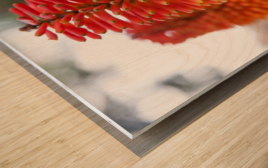 Fire Dance Bloom Wood print