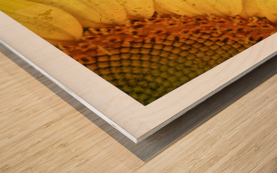 Sunflower Glow Wood print