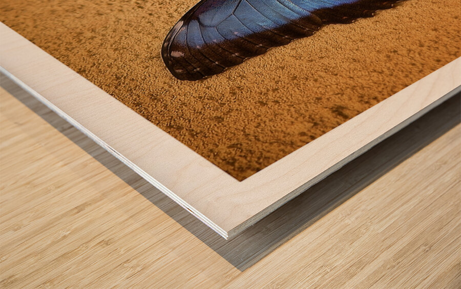 Blue Wing Beauty Wood print