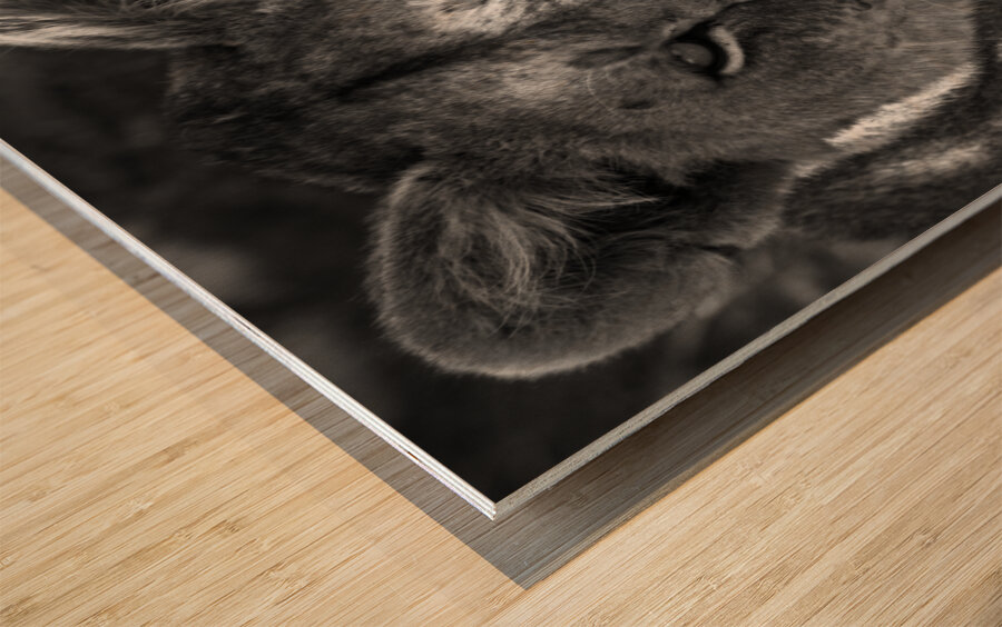 The Lioness Stare Wood print