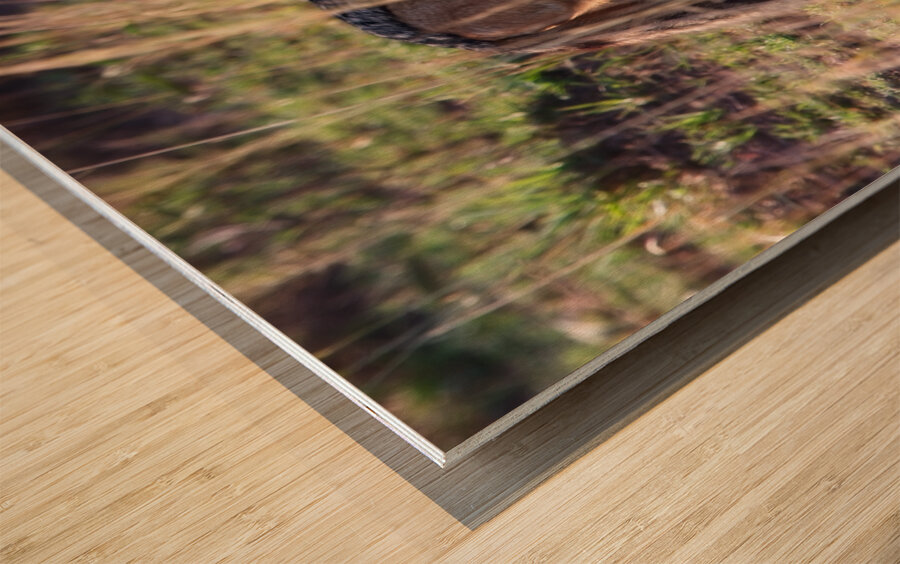 Jackal in the Grass Wood print