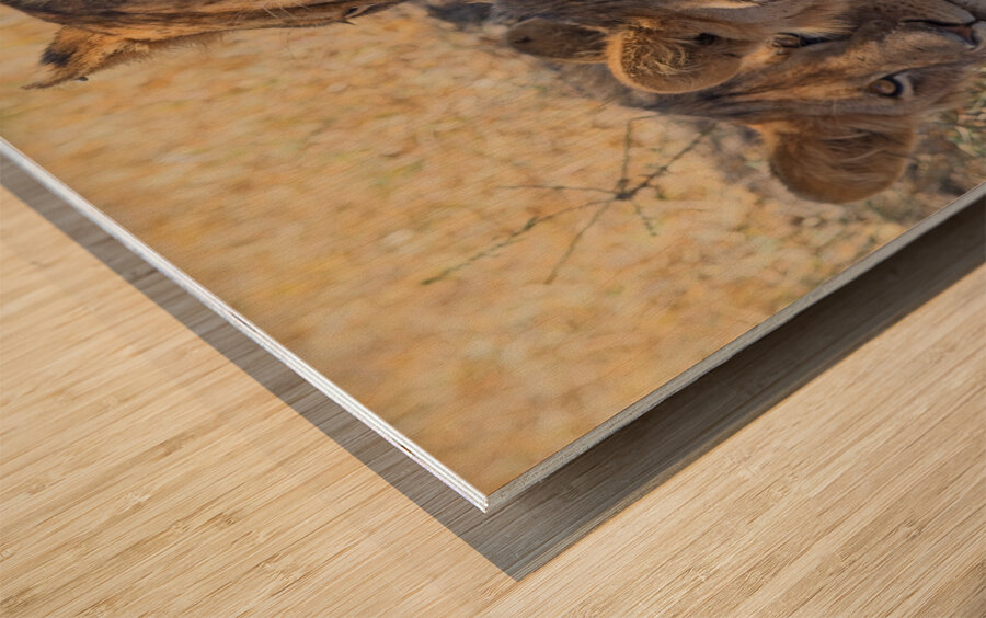 Lion Sisters Wood print