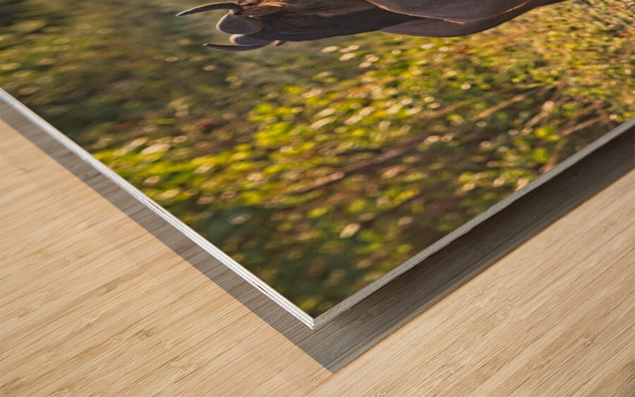 Wildebeest Pair Wood print