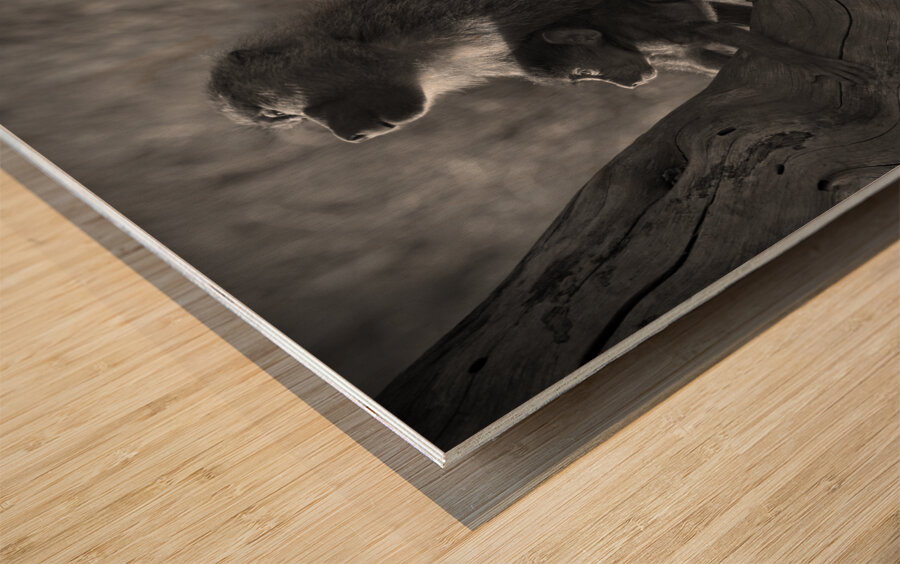 Baboons in Morning Light Wood print