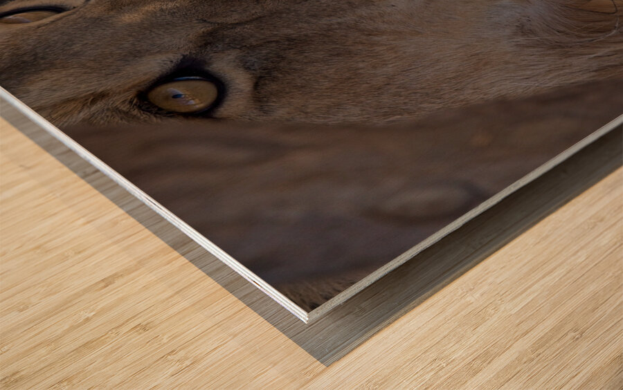 Close Look Wood print