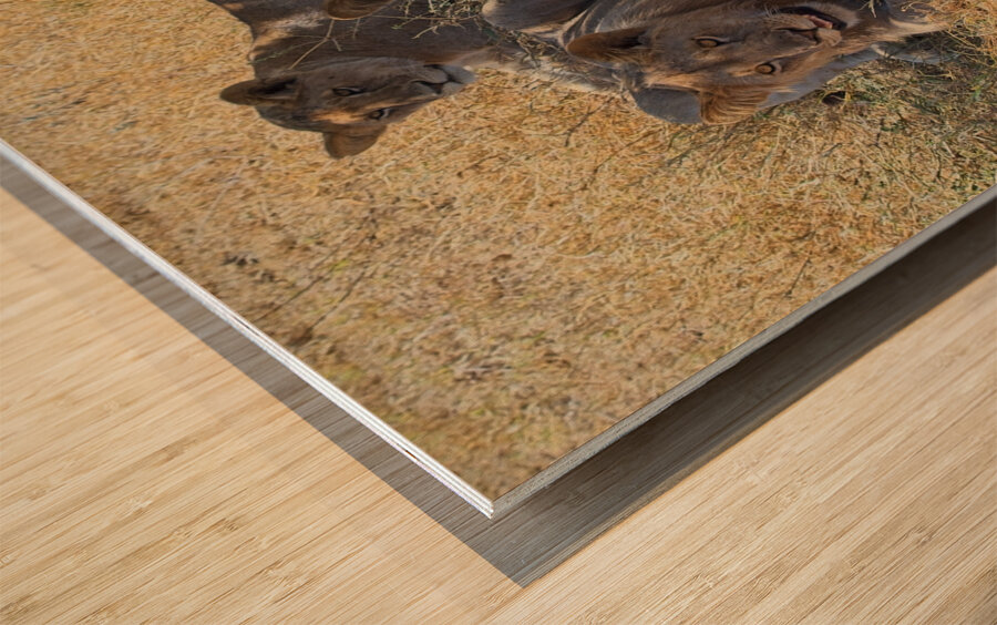 Pride at Rest Wood print